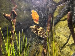 -上海海洋水族馆