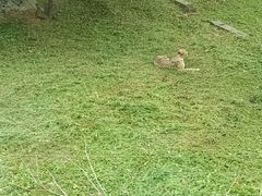 -上海野生动物园