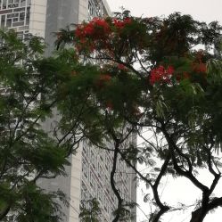 -深圳市妇幼保健院(红荔院区)