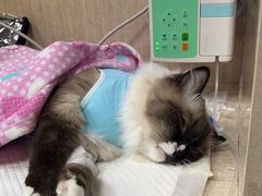 -北京观赏动物医院·24小时大型综合·猫专科·异宠专科