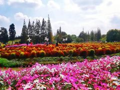 -花开海上生态园