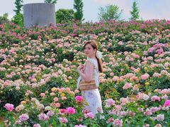 -密云玫瑰情园