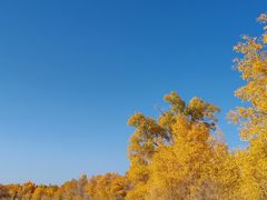 -金塔沙漠胡杨林景区