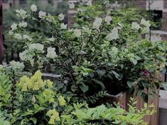 -大唐红茶坊(永顺路店)