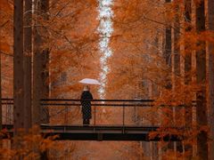 -黄海国家森林公园