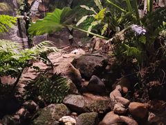 -正佳雨林生态植物园