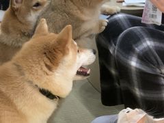 -逗柴咖啡屋·狗咖猫咖宠物桌游