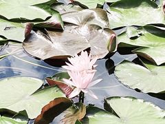 -西湖游船