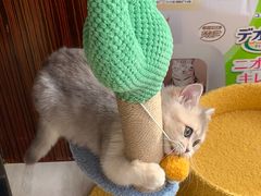 -唐小姐の猫狗洗护·购宠旗舰店(周浦万达店)