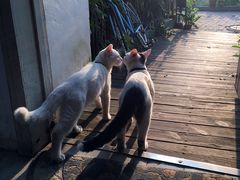 -海边的猫和咖啡馆