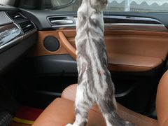 -翊宠yipet猫狗购宠庄园犬舍•猫舍