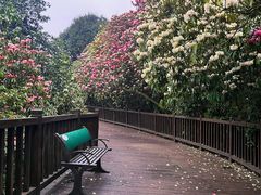 -贵州百里杜鹃风景名胜区
