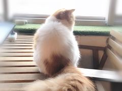 -Cappucimeow猫咪咖啡馆(韦伯时代店)
