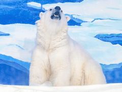 -海合安天津极地海洋公园