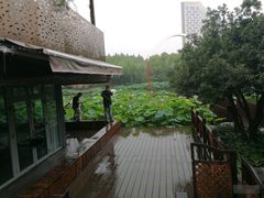 -陈家山荷花公园