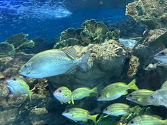 -上海海洋水族馆