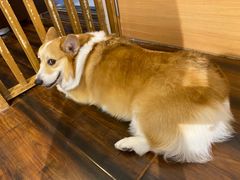 -豆柴町-柴犬主题狗咖(红鼎国际C座店)