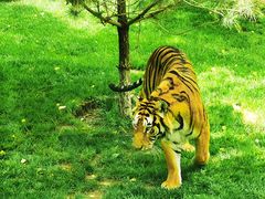 -北京野生动物园