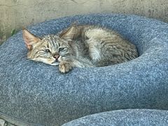 -青藏高原野生动物园