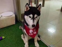 -Husky Go! 哈士奇体验馆·宠物咖啡厅狗咖