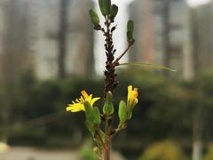 -沙河三洞古桥公园