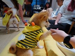 -逗柴咖啡屋·狗咖猫咖宠物桌游