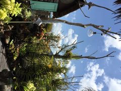 iphone_upload_pic-自然餐厅(Phuket)