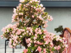 -香蜜公园