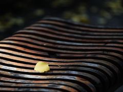 -三里屯东五街银杏大道