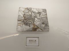 -辽宁古生物博物馆