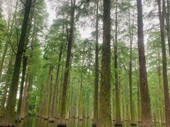 -渌洋湖湿地公园