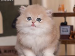 -小猫来了·猫舍(红山六九七九店)