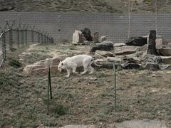 -新疆天山野生动物园