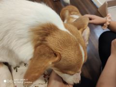 -柯斗斗主题餐厅·狗咖·围炉煮茶·茶饮(国瑞升平里店)