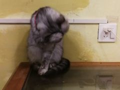 -猫色咖啡·猫咖