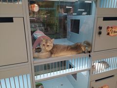 -FAELING PETS美天灵宠物(合生汇店)