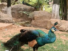 -昆明动物园