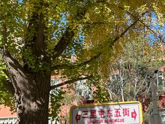 -三里屯东五街银杏大道