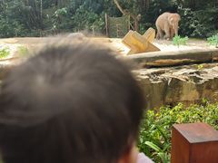 -麒麟中餐厅·经典粤菜·地道菜式老字号(广州长隆酒店)