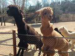 -大连森林动物园