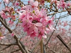 -天适樱花悠乐园