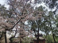 -洛阳白马寺