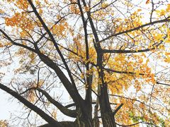 -四川大学(华西校区)