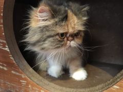 -more than meow吴止猫主题餐厅(承德 中船汇店)