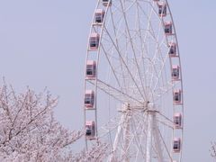 -顾村公园