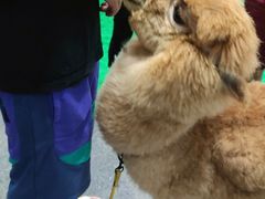 -1013 PET SHOP 宠物商店(近铁城市广场店)
