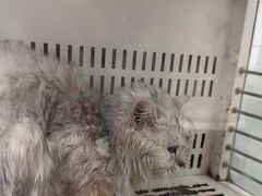 -瑞派康怡24h宠物医院·犬猫医疗中心·微创绝育(瑞景分院)