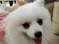 -怪兽屋·羊驼·猫咖·狗咖(俊华广场店)