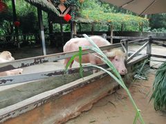 -海南热带野生动植物园