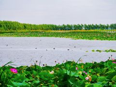 -呼兰河口湿地公园